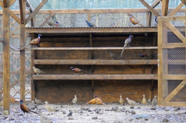 У лісництві на Волині почали розводити фазанів