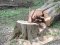 На волинському лісовому господарстві – нещасний випадок: внаслідок падіння дерева загинув працівник