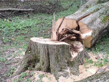 На волинському лісовому господарстві – нещасний випадок: внаслідок падіння дерева загинув працівник