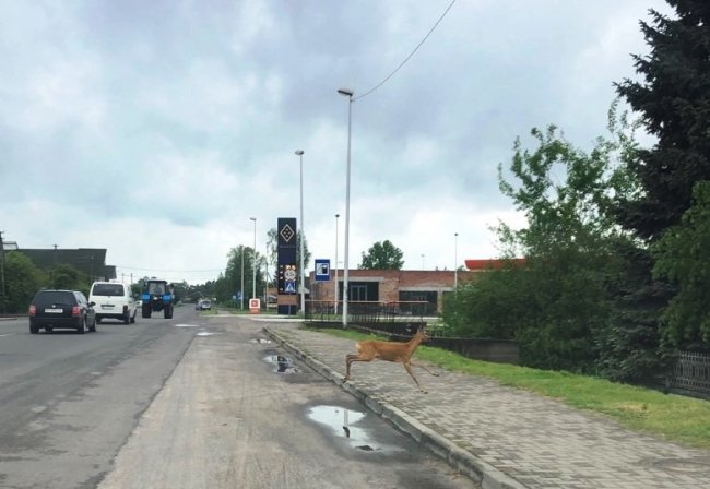 «Гуляла» біля ресторану: на Волині серед міста побачили дику косулю