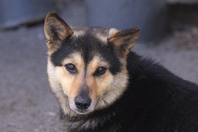 Схуд і не хоче їсти: на Волині пес кілька днів чекає господаря на зупинці. ФОТО