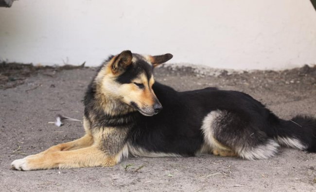 Схуд і не хоче їсти: на Волині пес кілька днів чекає господаря на зупинці. ФОТО
