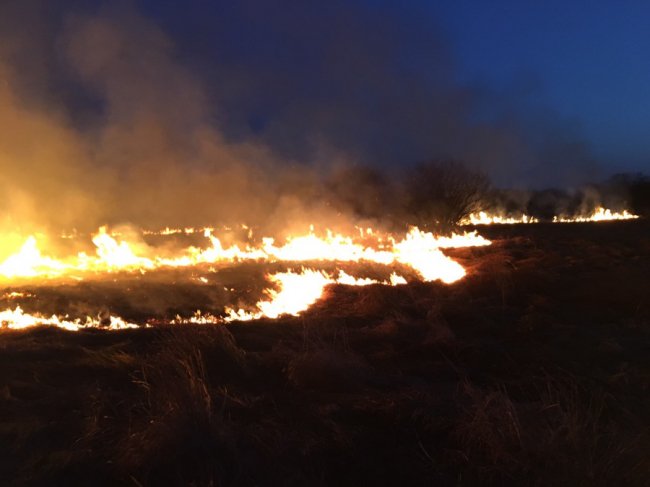 Під час пожежі сухої трави на Волині врятували зайчика