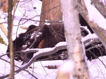 Тіло-мумія та інцидент з луцьким патрульним. Надзвичайні новини тижня