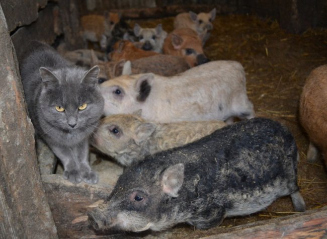 Руді і волохаті: як чоловік розводить рідкісну породу свиней на Волині