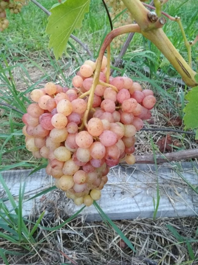 Садівник з Волині вирощує виноград, фісташки і пасифлору 