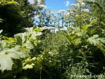 У місті на Волині хочуть повністю викорінити борщівник