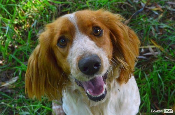 У Луцьку ‒ виставка мисливських собак. ФОТО 