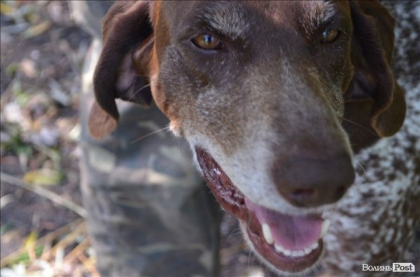 У Луцьку ‒ виставка мисливських собак. ФОТО 