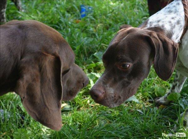 У Луцьку ‒ виставка мисливських собак. ФОТО 