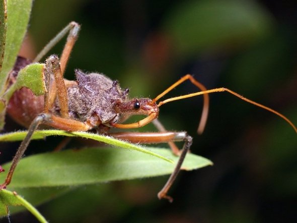 Перелік найнебезпечніших істот світу. ФОТО