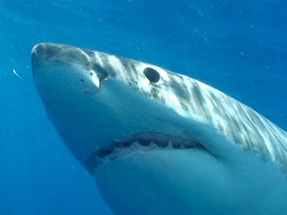 Перелік найнебезпечніших істот світу. ФОТО