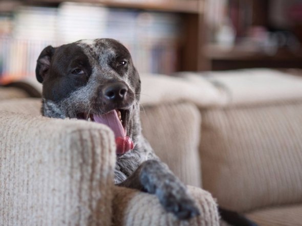 Перелік найнебезпечніших істот світу. ФОТО
