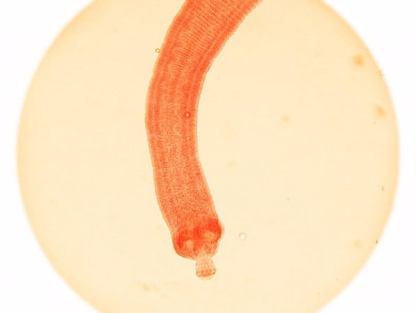 Перелік найнебезпечніших істот світу. ФОТО