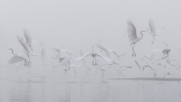 Ангели. Автор: Robert Radomski