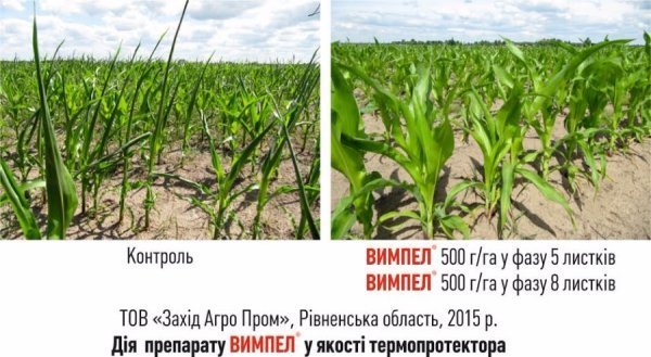 Стимулятори та добрива – тільки якісні та перевірені