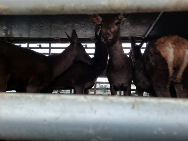 Через волинський кордон ввезли стадо благородних оленів. ФОТО