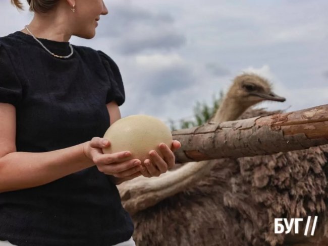 Колишній зварювальник з Волині вирощує страусів та павичів. ФОТО, ВІДЕО