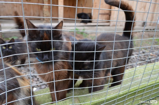 Дім для Річарда: у луцькій «Ласці» живе пес-старожил