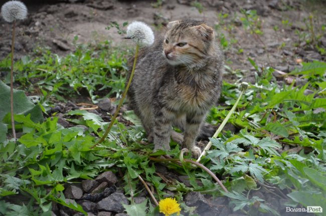 Дім для Річарда: у луцькій «Ласці» живе пес-старожил