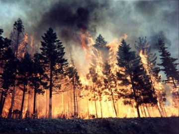 Волинянка спричинила пожежу у Воротневі