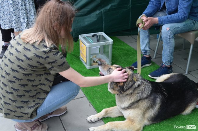 Фестиваль «Мокрі носики» біля луцького «Променя»: як безпритульним пухнастикам шукали дім. ФОТО