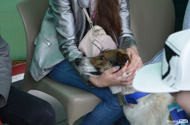 Фестиваль «Мокрі носики» біля луцького «Променя»: як безпритульним пухнастикам шукали дім. ФОТО