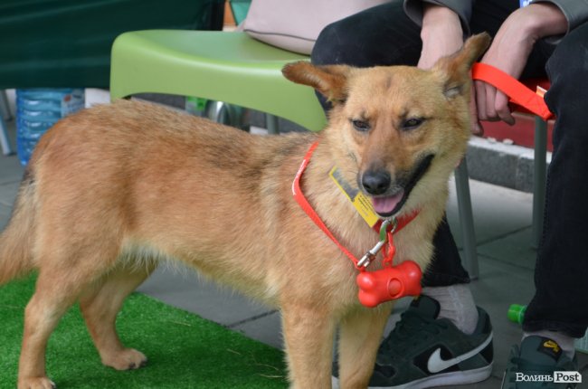 Фестиваль «Мокрі носики» біля луцького «Променя»: як безпритульним пухнастикам шукали дім. ФОТО