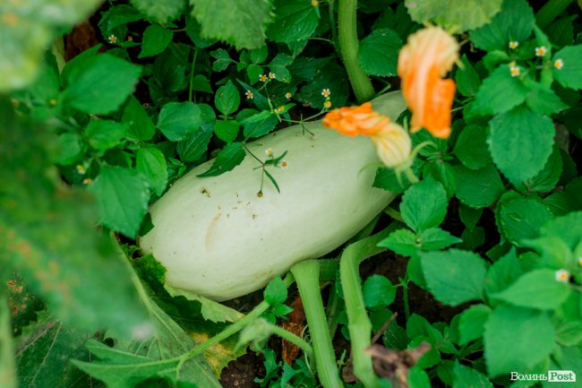 Соковиті й налиті сонцем дарунки осені: що вродило в садах і на городах лучан. ФОТО