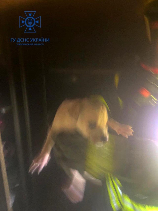 У Луцьку з пожежі врятували 5 цуценят. ФОТО
