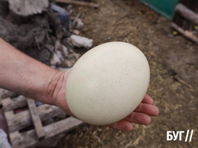 Колишній зварювальник з Волині вирощує страусів та павичів. ФОТО, ВІДЕО