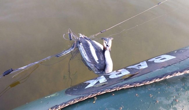 На Волині врятували птаха, який потрапив в браконьєрські сітки. ФОТО