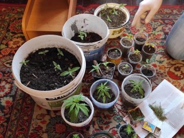 Вирощував коноплю замість вазонів: у волинянина вилучили марихуану