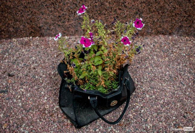 Барвиста краса: літній Луцьк потопає у квітах. ФОТО