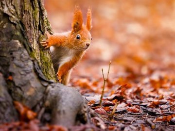 Погода в Луцьку та Волинській області на завтра, 25 листопада
