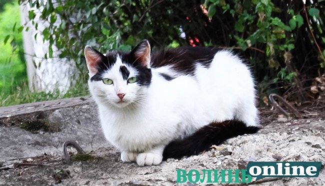 Коти на луцьких вулицях. ФОТО