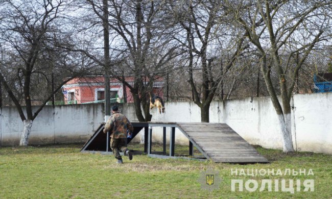 Як живеться хвостатим «службовцям» у кінологічному центрі волинської поліції
