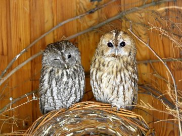 Луцький зоопарк змінює графік роботи