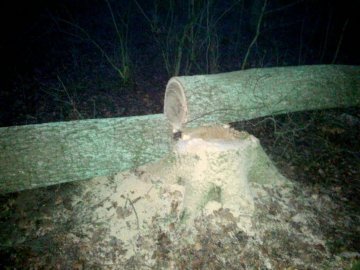 На Волині затримали зловмисників, які хотіли «підзаробити» на крадіжці дуба