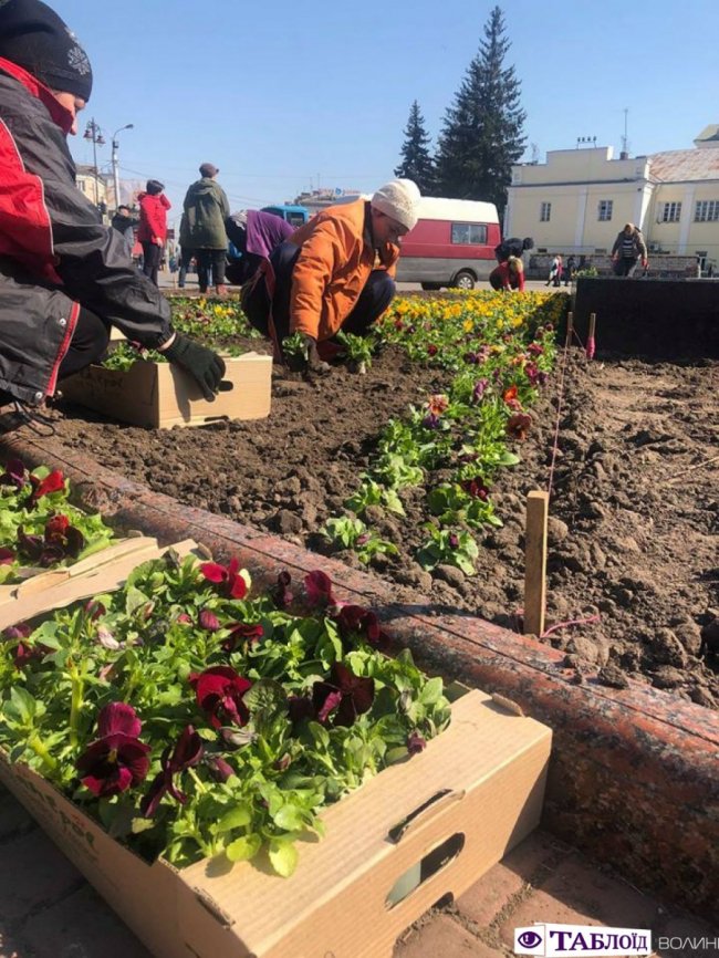 У центрі Луцька почали висаджувати квіти. ФОТО