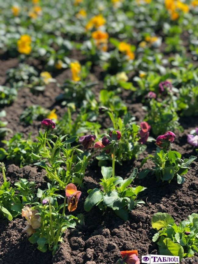 У центрі Луцька почали висаджувати квіти. ФОТО