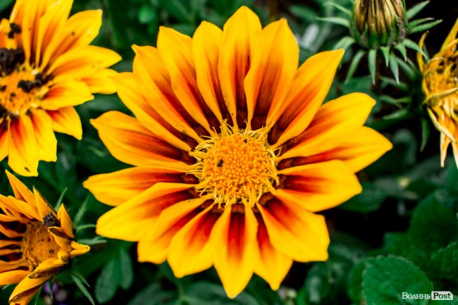 Барвиста краса: літній Луцьк потопає у квітах. ФОТО