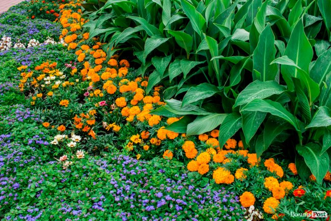 Барвиста краса: літній Луцьк потопає у квітах. ФОТО