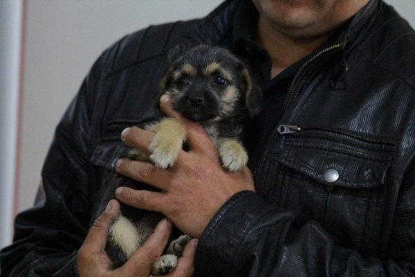 У Луцьку запровадили «уроки» гуманності