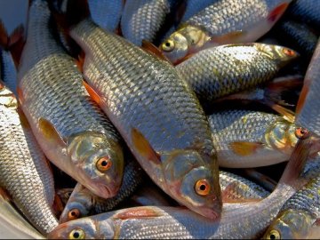 На Волині риби заготовляють менше. ВІДЕО