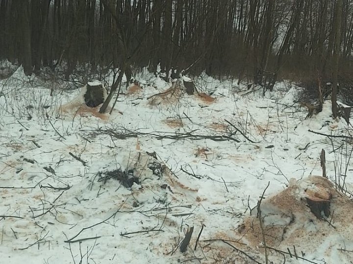 На Волині незаконно вирубали 205 вільх: збитки - понад 1,7 мільйона гривень 