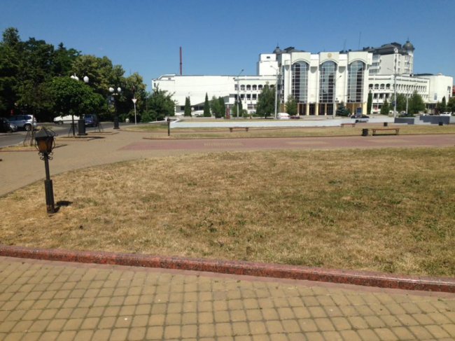 Місто поступово стає пустелею, - лучанина обурила вистрижена «під нуль» трава