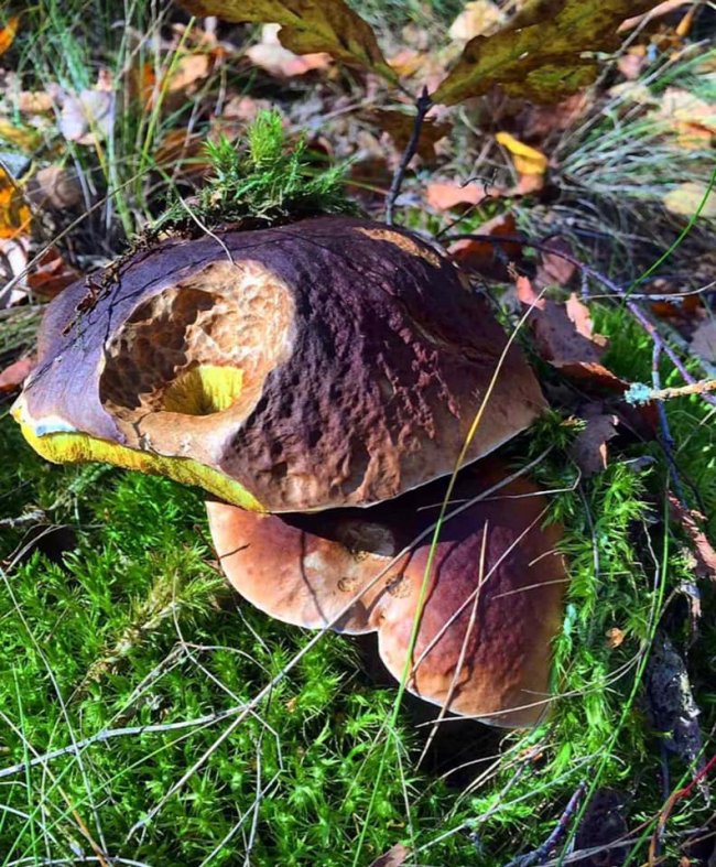 Волинянка похизувалася грибним «уловом». ФОТО