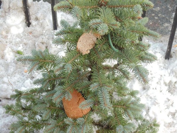 Фотовраження лучанина від Антимайдану в Києві