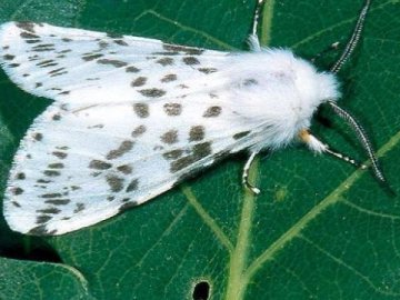 Через поширення небезпечного шкідника у Луцькому районі ввели карантин